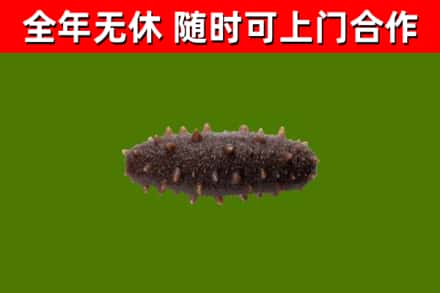 北海烟酒回收干海参.jpg